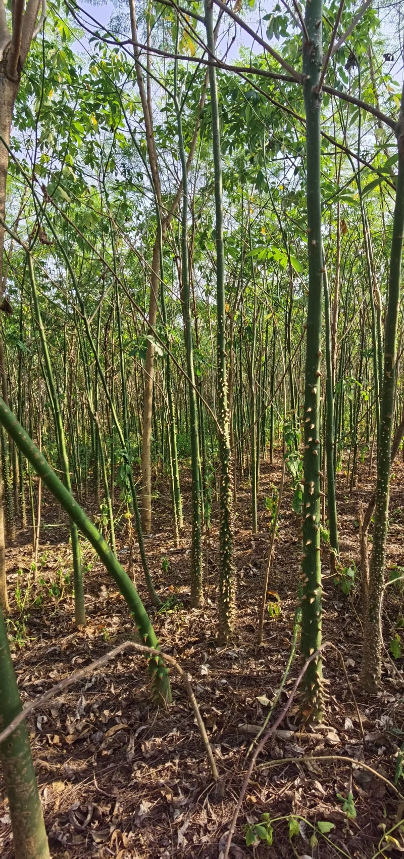 2501苗圃供应美丽异木棉5-10cm地苗乡村绿化