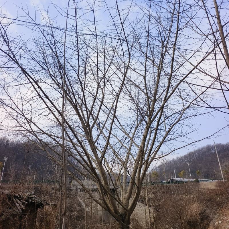 银杏