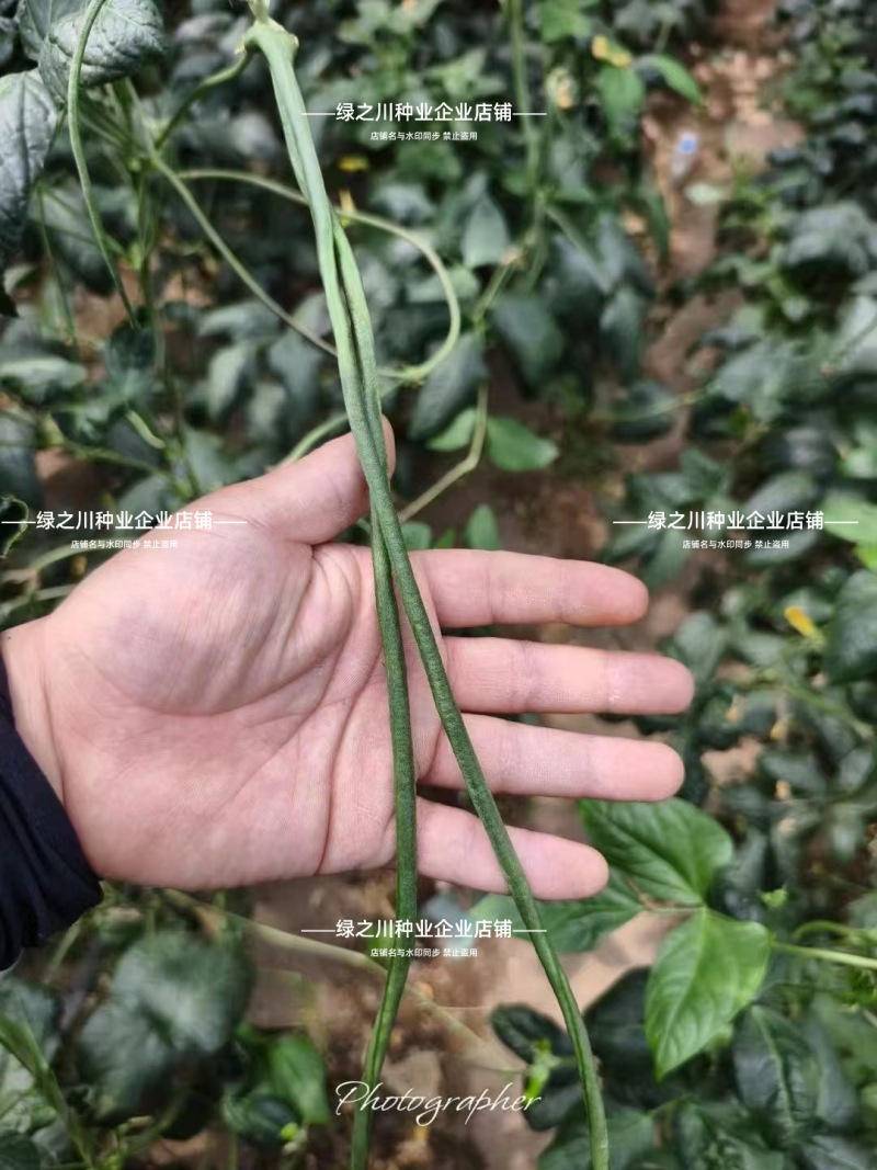 倍绿儿深绿条豆角种子加工豇豆种籽特长高产全能豆角蔬菜种子