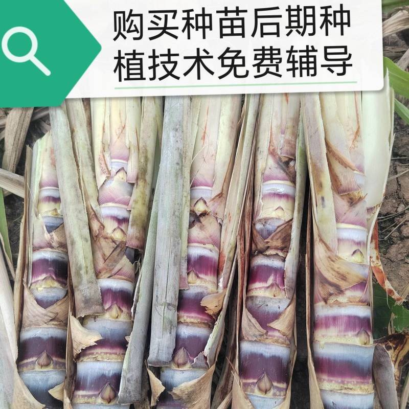 黑皮甘蔗苗甘蔗种茎没病虫害成活率高甜度高诚信经营