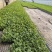 25年5月20日高纯美都嫁接苗浓绿粗壮三叶一芯标准苗