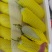 山东莘县博洋61，货源充足质量保证对接各大平台市场