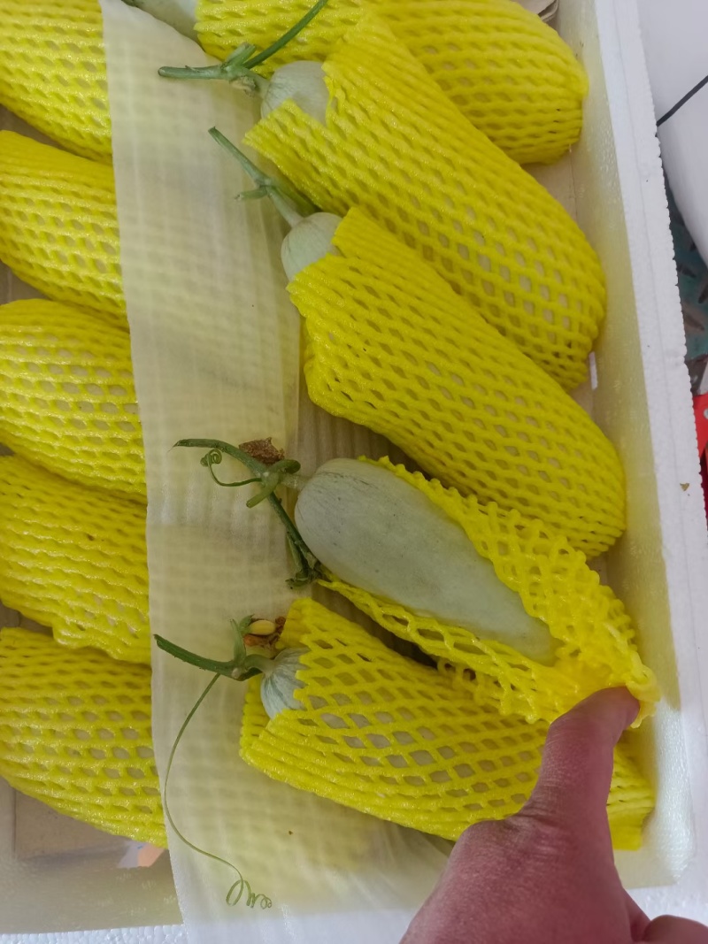山东莘县博洋61，货源充足质量保证对接各大平台市场