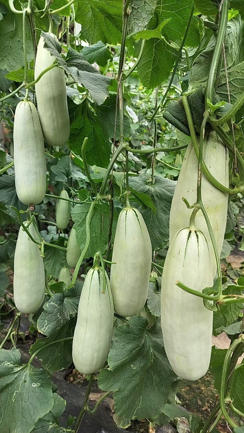 山东莘县博洋61，货源充足质量保证对接各大平台市场