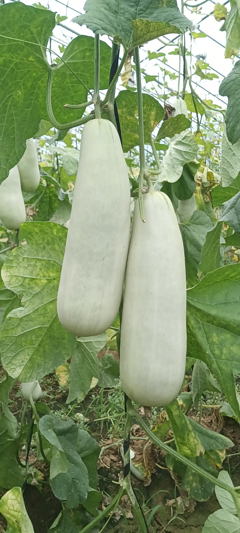 山东莘县博洋61，货源充足质量保证对接各大平台市场