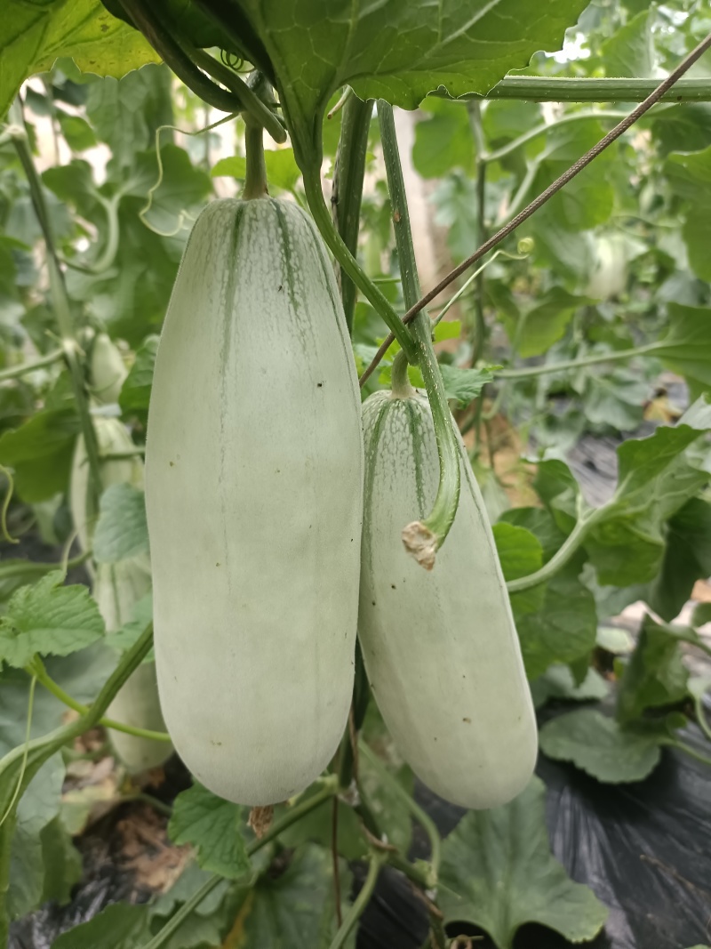 山东莘县博洋61，货源充足质量保证对接各大平台市场