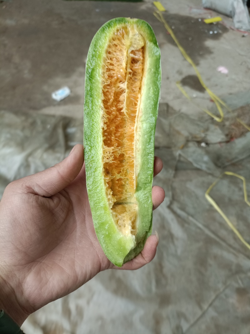 山东莘县博洋61，货源充足质量保证对接各大平台市场