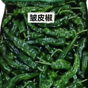 【热门推荐】临沂皱皮椒，产地直发，价格美丽，量大从优