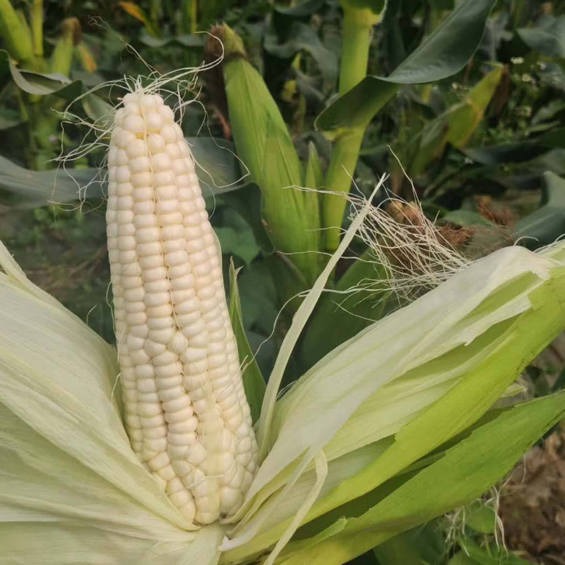 宿糯1号糯玉米种子国审大棒鲜食玉米种籽可打粉大田苞谷