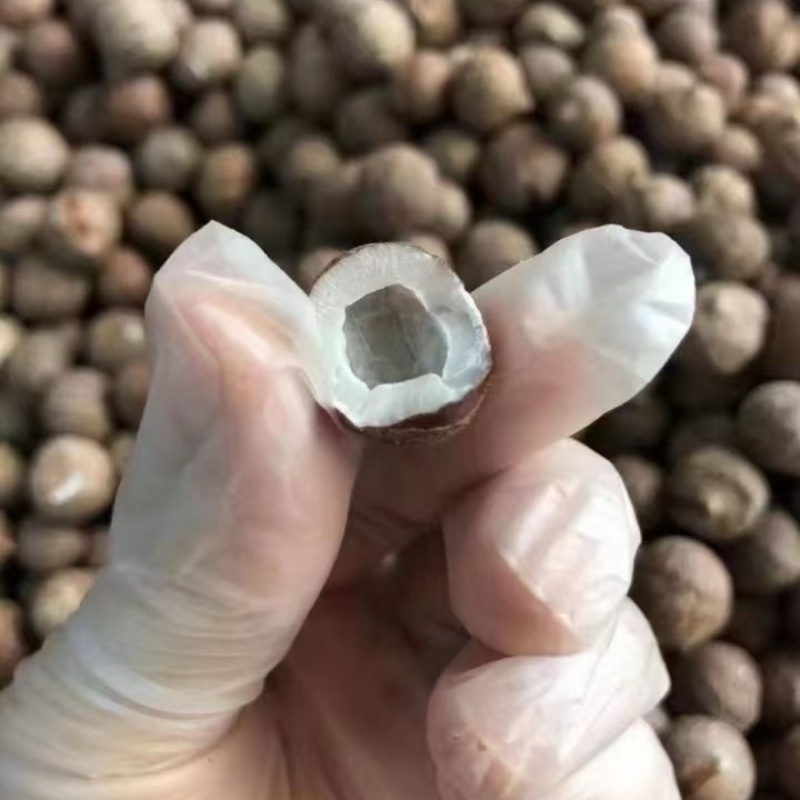 海椰皇迷你小椰皇火锅煲汤小椰子椰子鸡煲汤商用奶香新鲜椰子