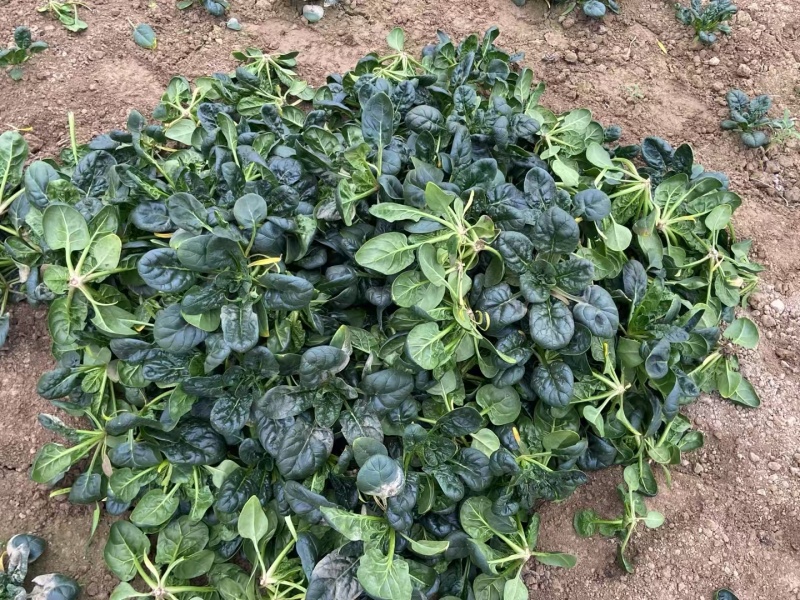 新鲜温室黑木耳菠菜