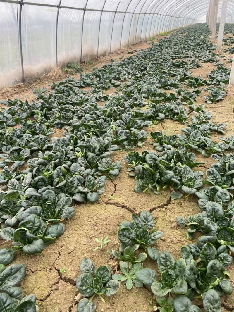 新鲜温室黑木耳菠菜