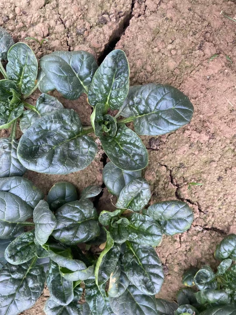 新鲜温室黑木耳菠菜
