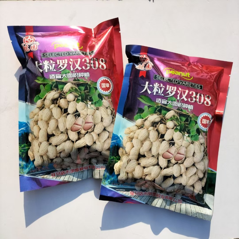 大粒罗汉308花生种子高油纯手工去壳净籽白沙罗汉果花生米