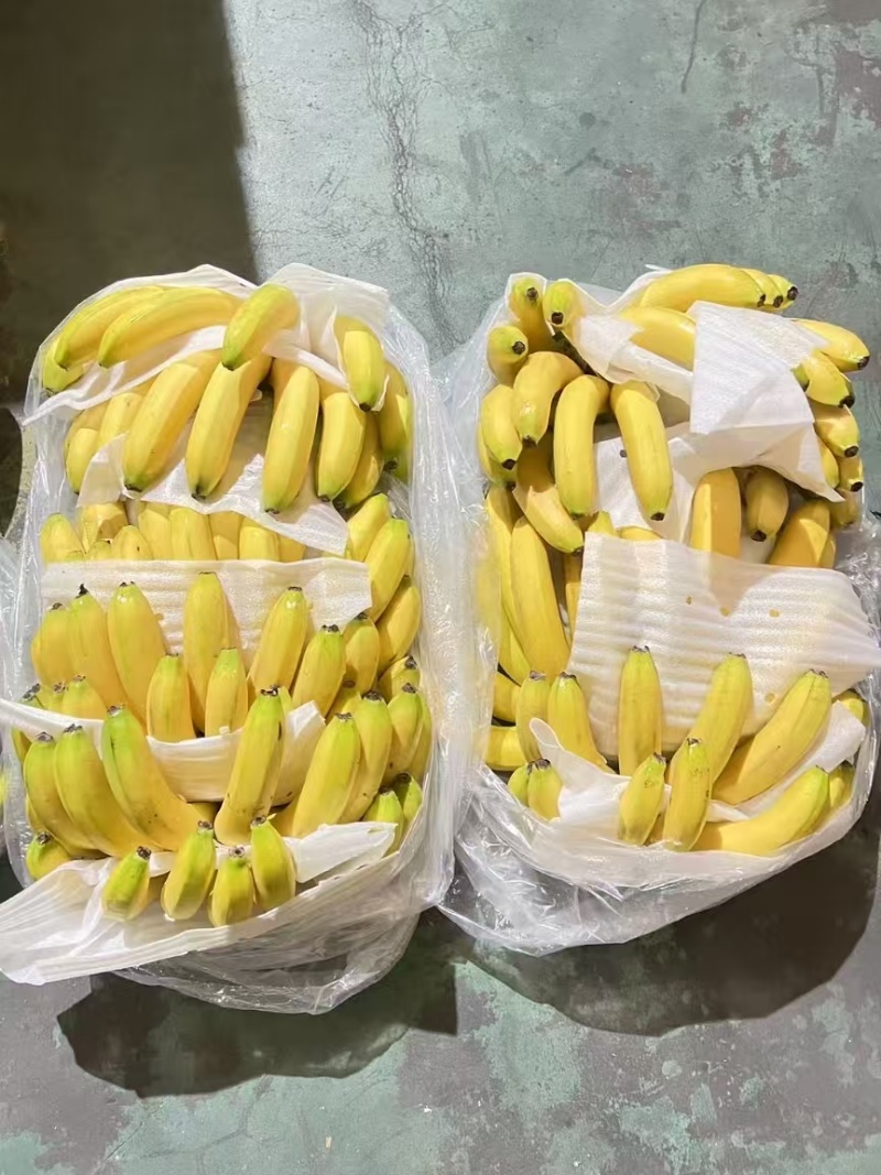 源头一手香蕉批发，精品一级蕉，二级蕉产地货源，品质有保障