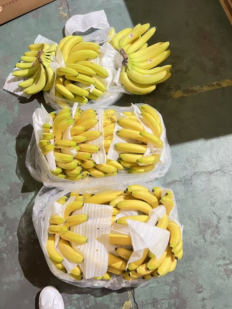 源头一手香蕉批发，精品一级蕉，二级蕉产地货源，品质有保障