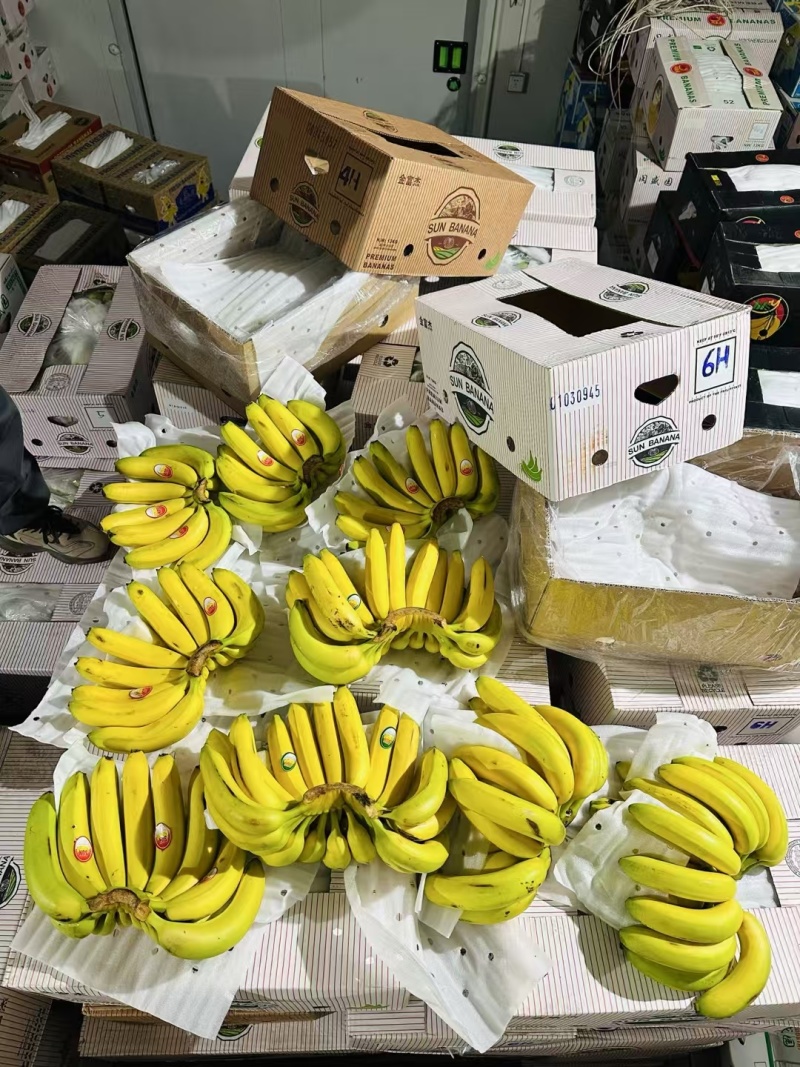 源头一手香蕉批发，精品一级蕉，二级蕉产地货源，品质有保障