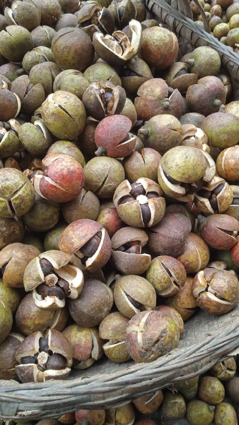 油茶小籽