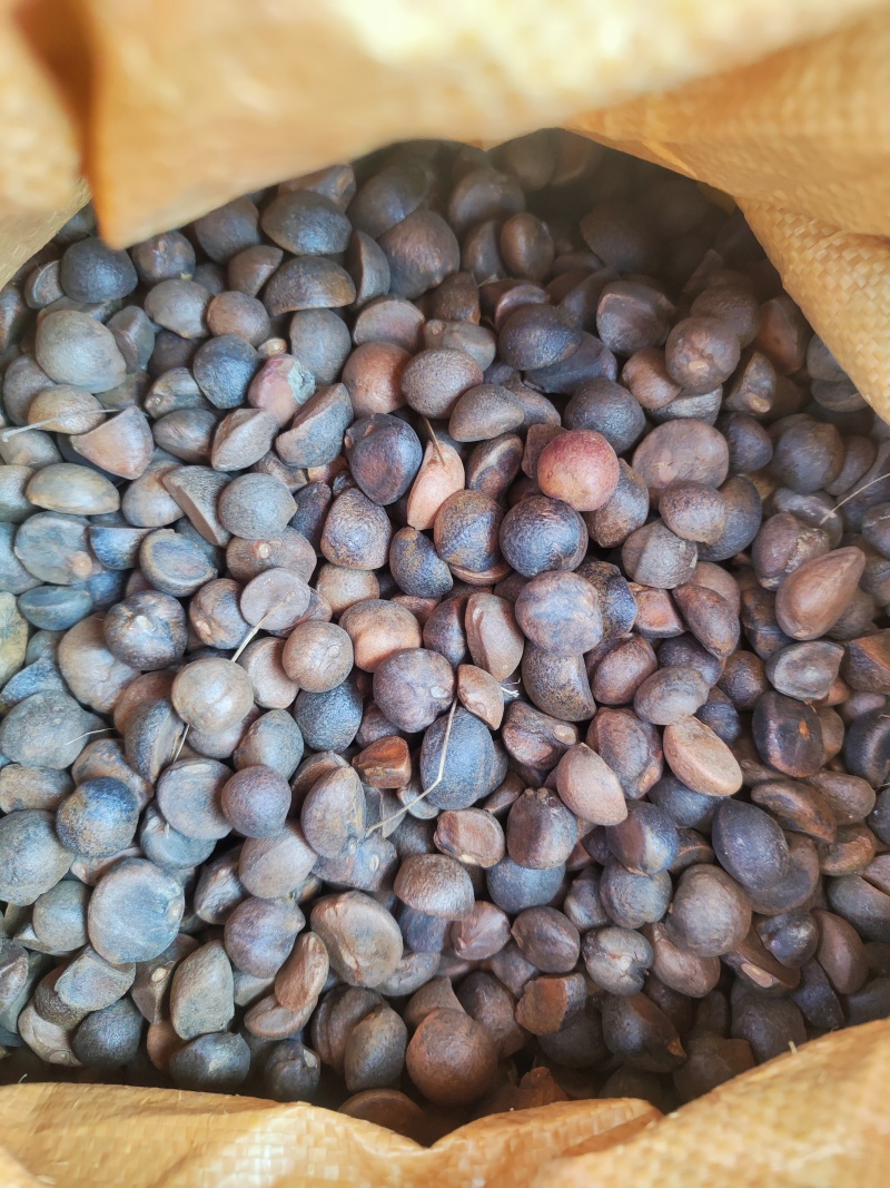 油茶小籽