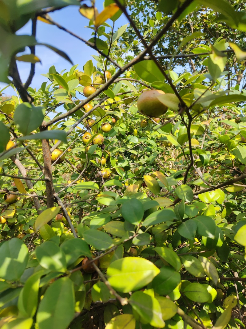 油茶小籽