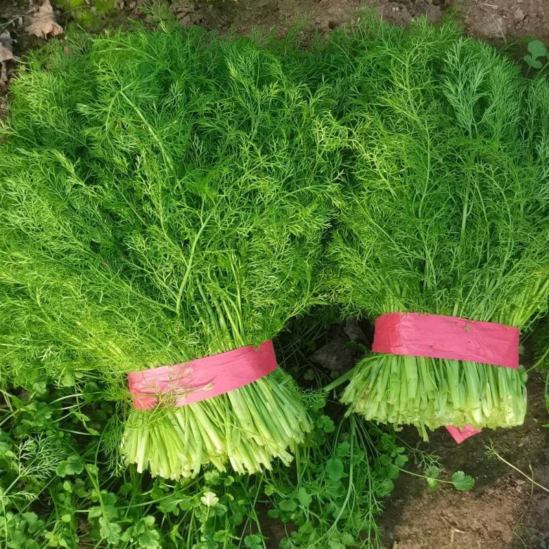 河北茴香大量供应，割拔都行，带根不带根都行，需要联系我