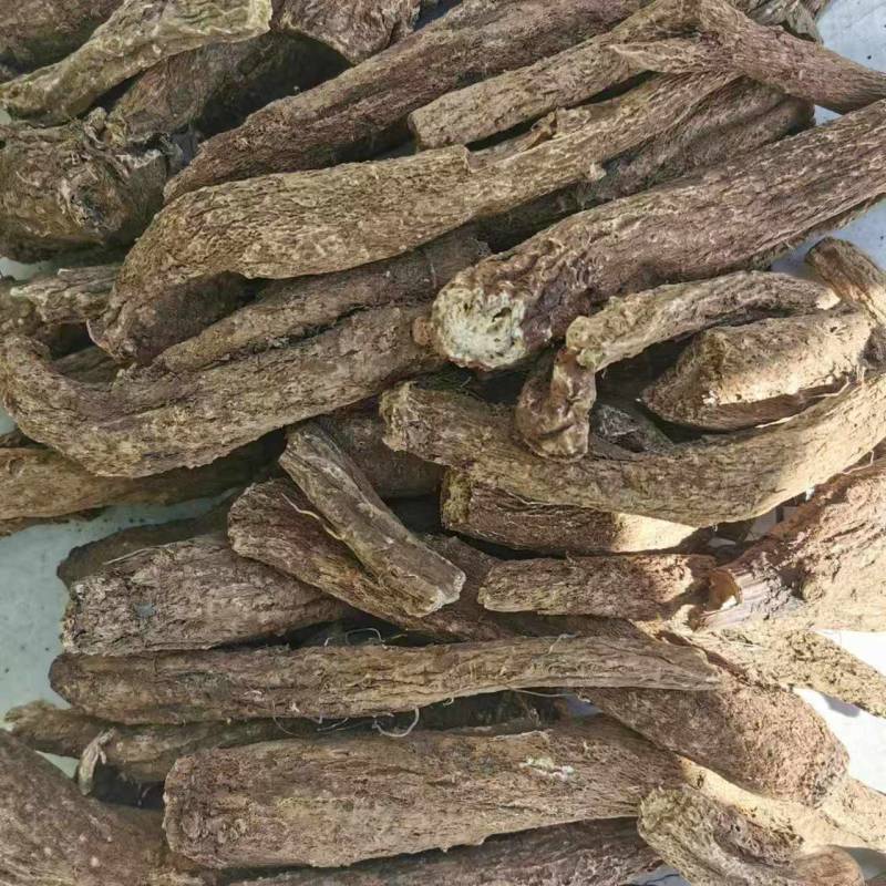 高产优质云木香种苗，根系发达，植株健壮，病虫害少。