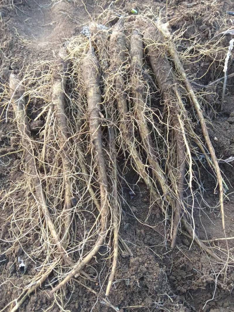 高产优质云木香种苗，根系发达，植株健壮，病虫害少。