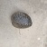 河蚌