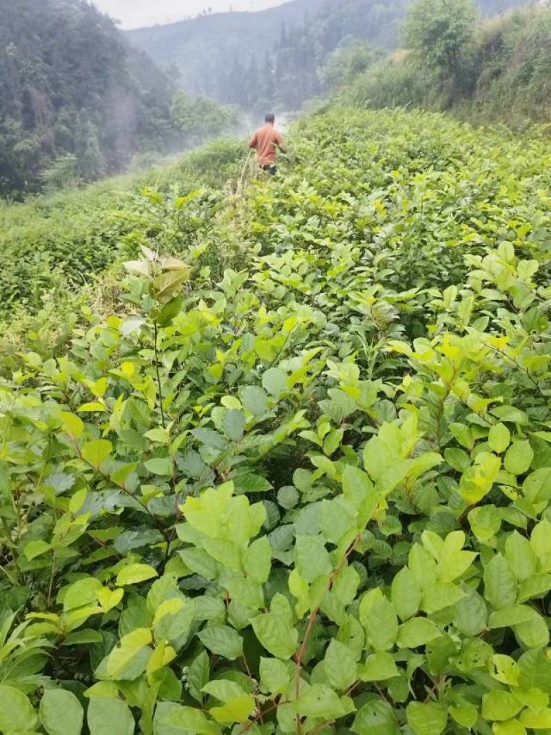 驯化虎杖苗，生命力顽强无病虫害，产量高，易种易管基地直供