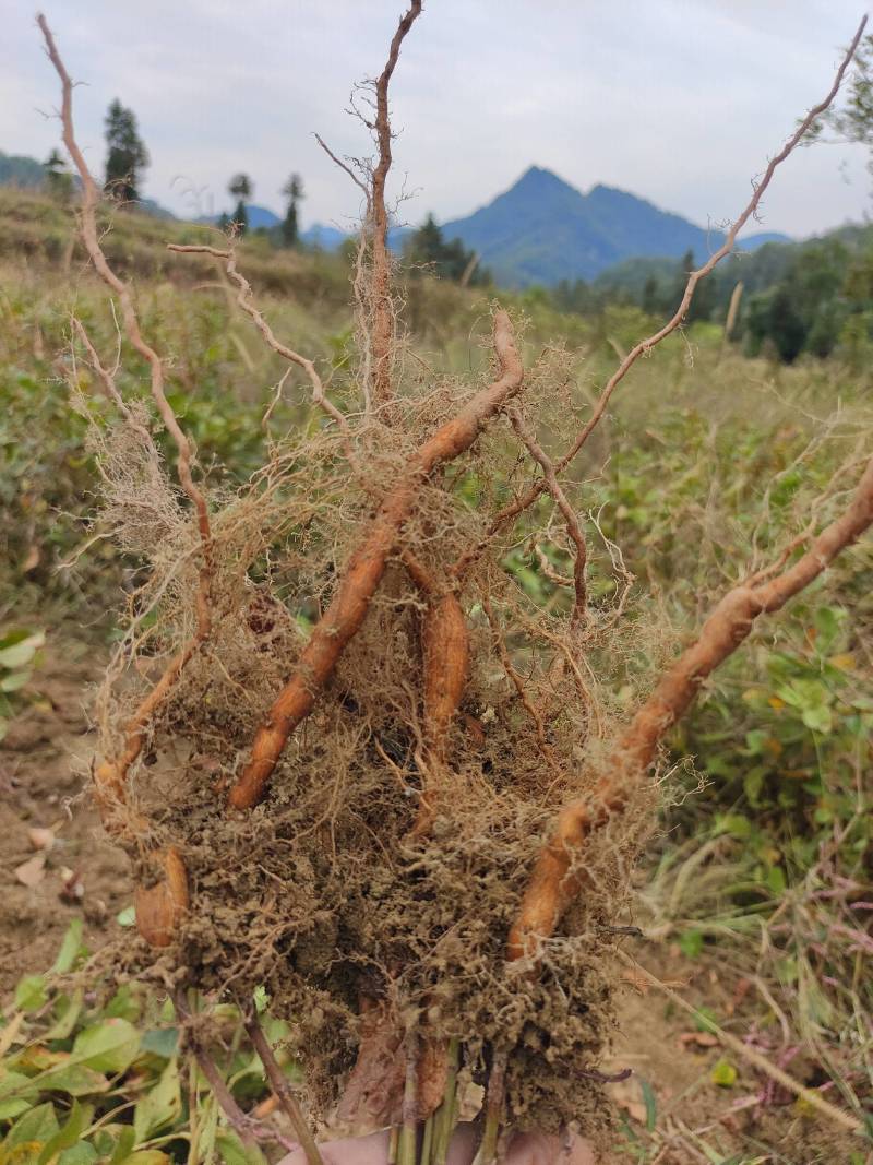 驯化虎杖苗，生命力顽强无病虫害，产量高，易种易管基地直供