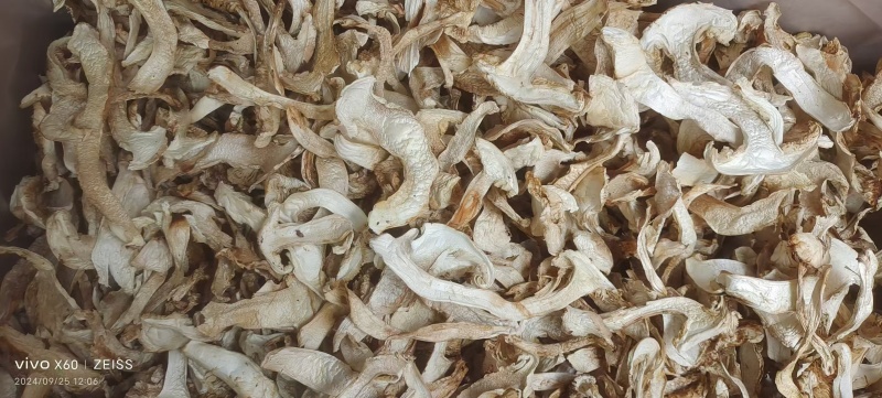精品云南松茸干片产地直发一手货源量大从优