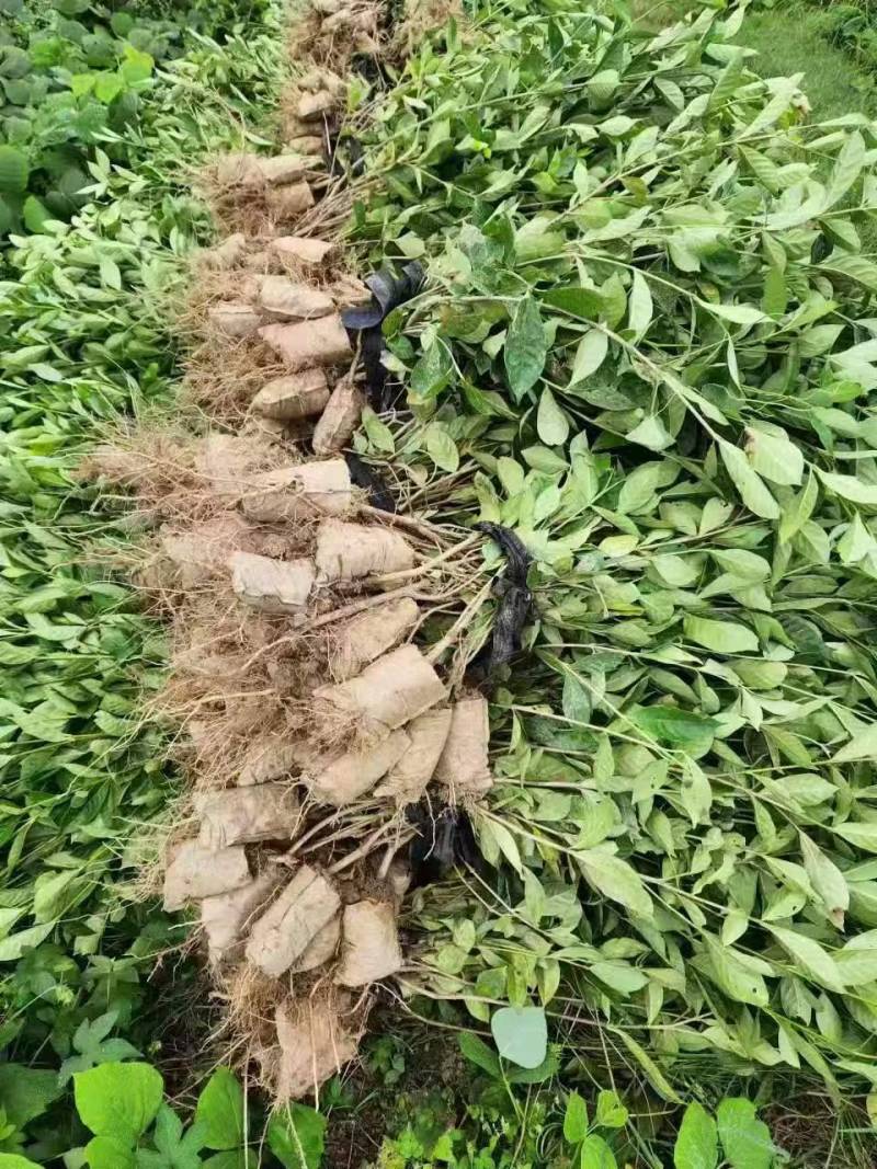 药用黄桅子苗，基地直供一手货源，品质保证生长速度快