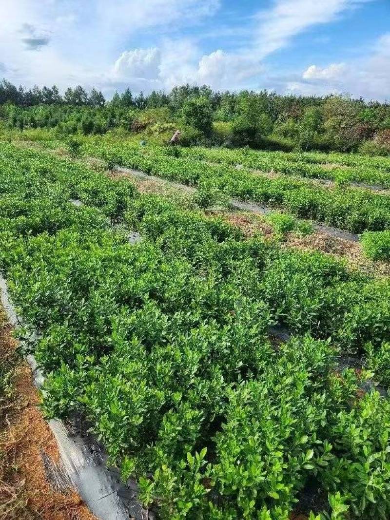 药用黄桅子苗，基地直供一手货源，品质保证生长速度快