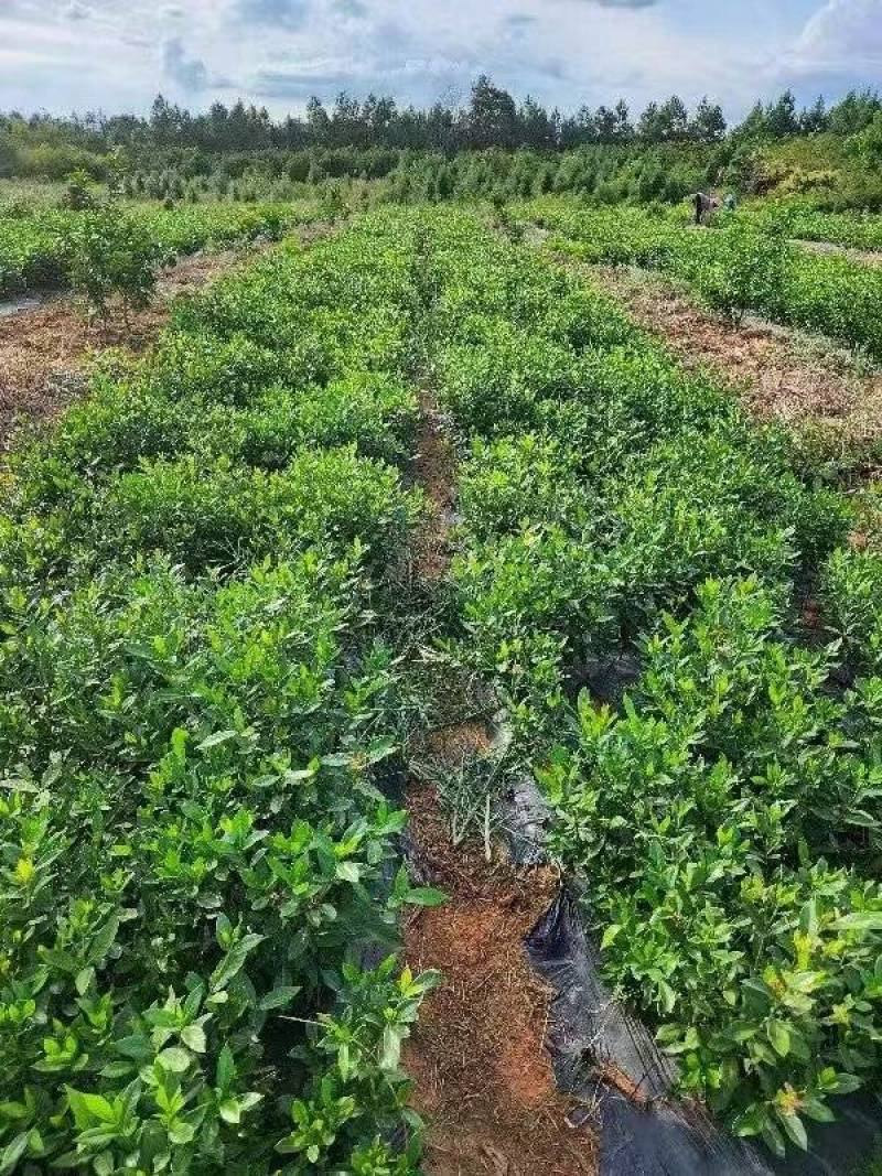 药用黄桅子苗，基地直供一手货源，品质保证生长速度快