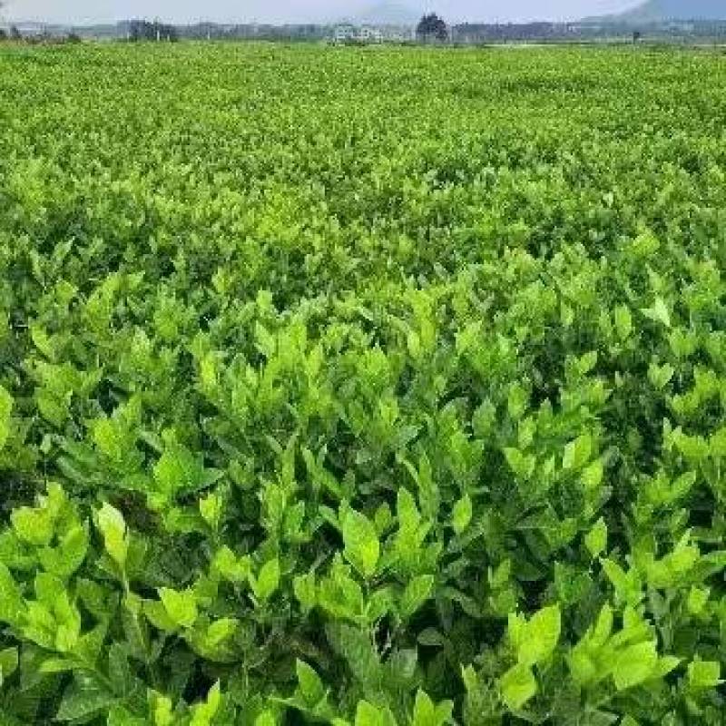药用黄桅子苗，基地直供一手货源，品质保证生长速度快