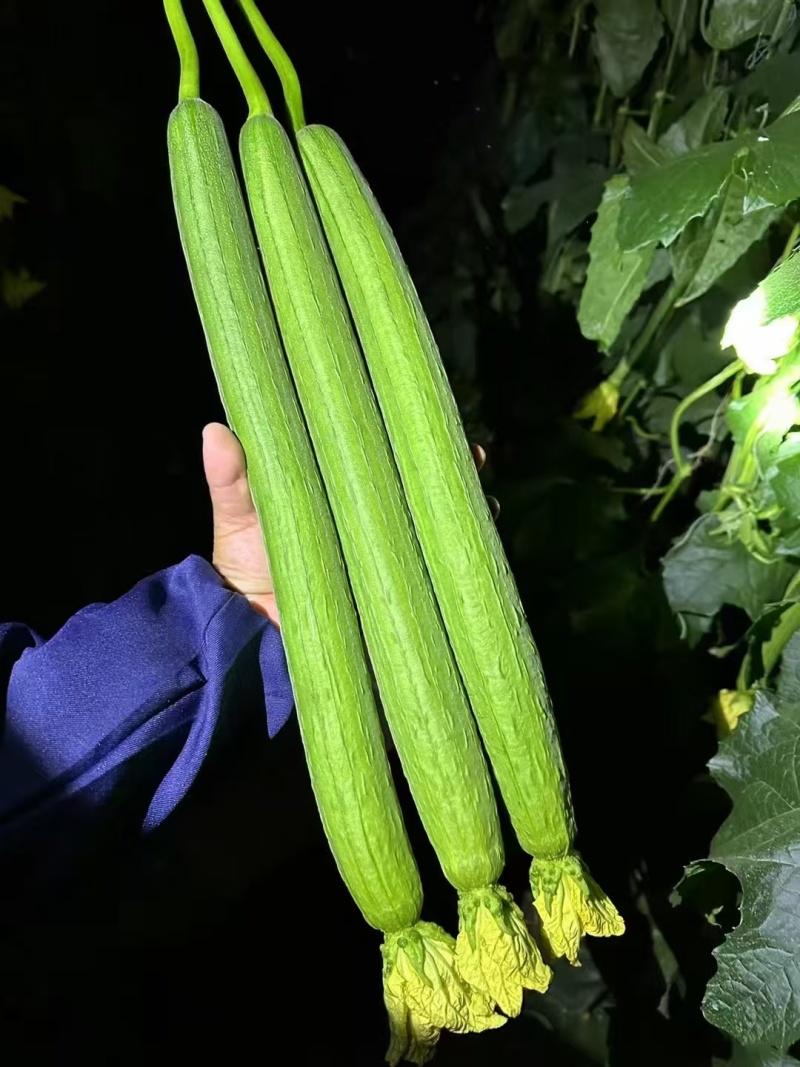 山东精品鲜花丝瓜大量上市货源充足价格实惠全国发货