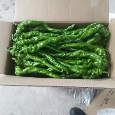 大凉山辣椒大量上市有需要的老板联系保质保量