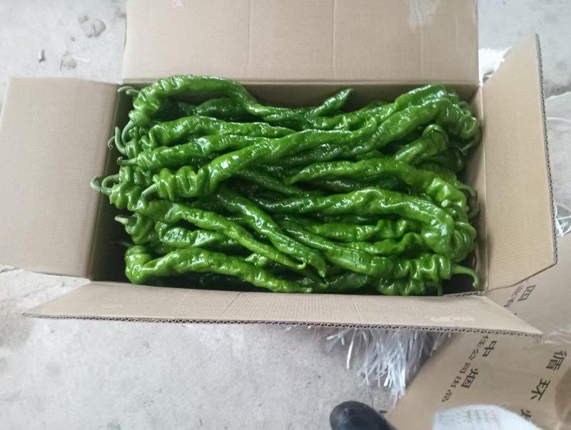 大凉山辣椒大量上市有需要的老板联系保质保量