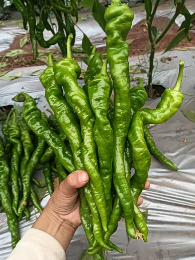 大凉山辣椒大量上市有需要的老板联系保质保量