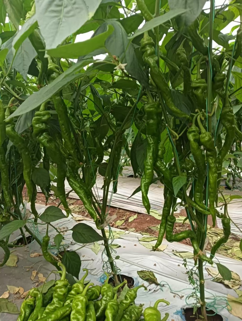 大凉山辣椒大量上市有需要的老板联系保质保量