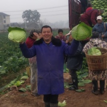春莲白，春包菜，春晓紧包菜，富士春，耐裂春神
