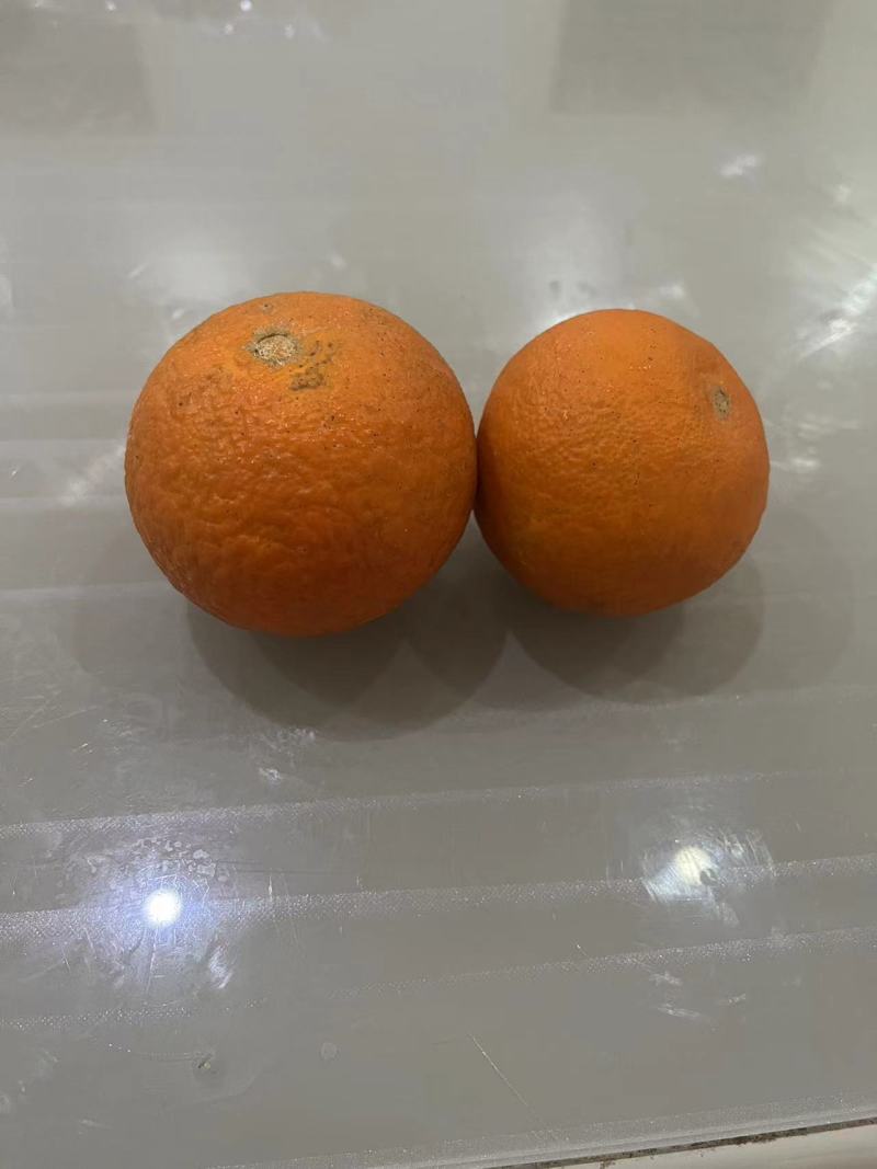 【精品】自家种植的爱媛橙爆汁纯甜价格实惠对接各大市场