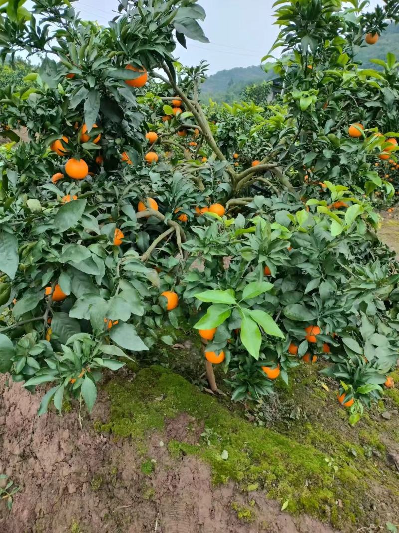 【精品】自家种植的爱媛橙爆汁纯甜价格实惠对接各大市场