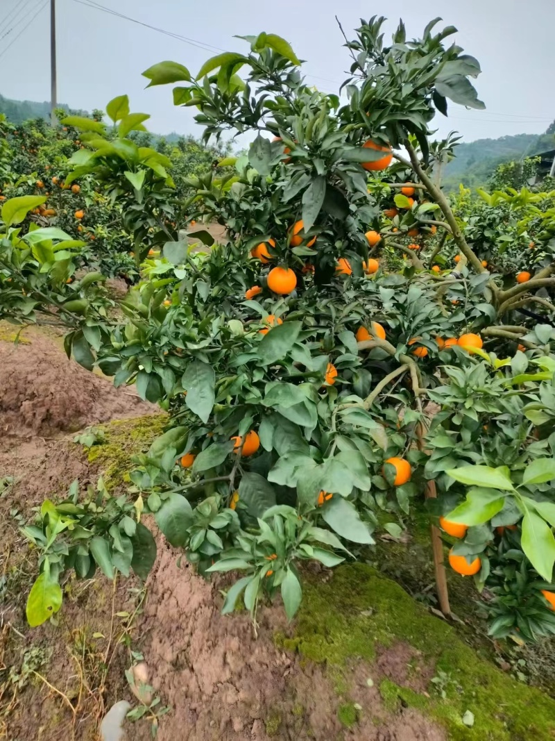 【精品】自家种植的爱媛橙爆汁纯甜价格实惠对接各大市场