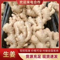 沙土地大黄姜、，品种齐全