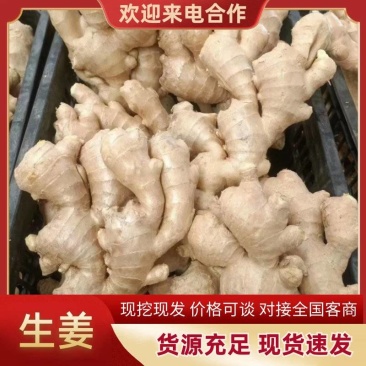 沙土地大黄姜、，品种齐全