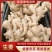 沙土地大黄姜、，品种齐全