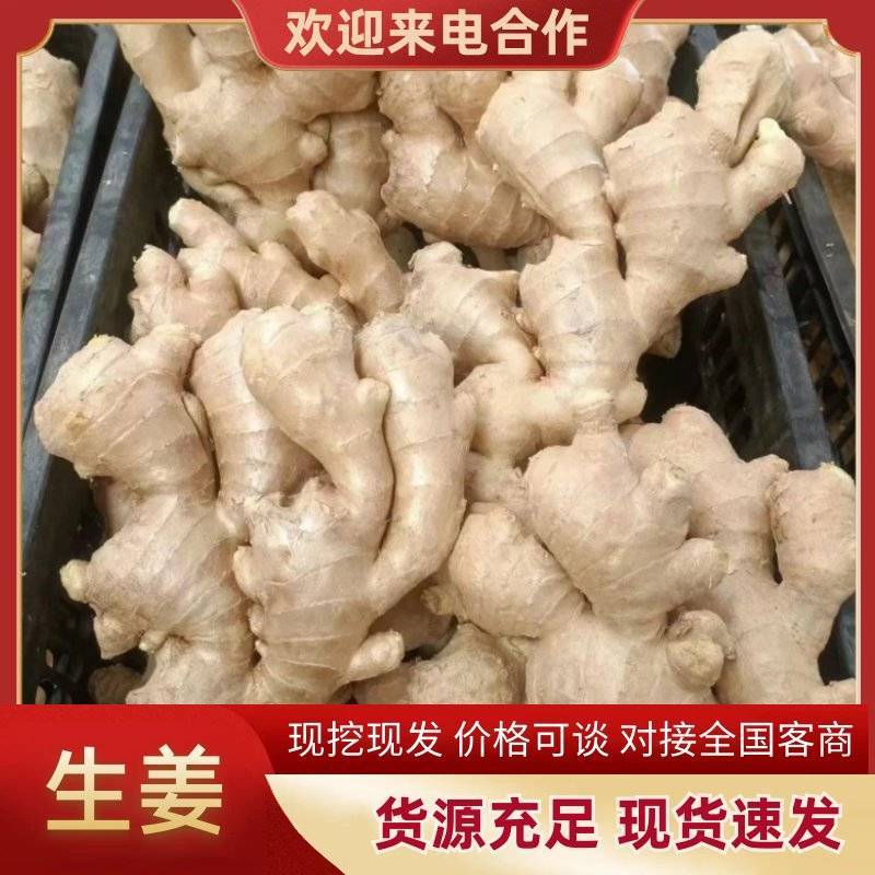 沙土地大黄姜、，品种齐全