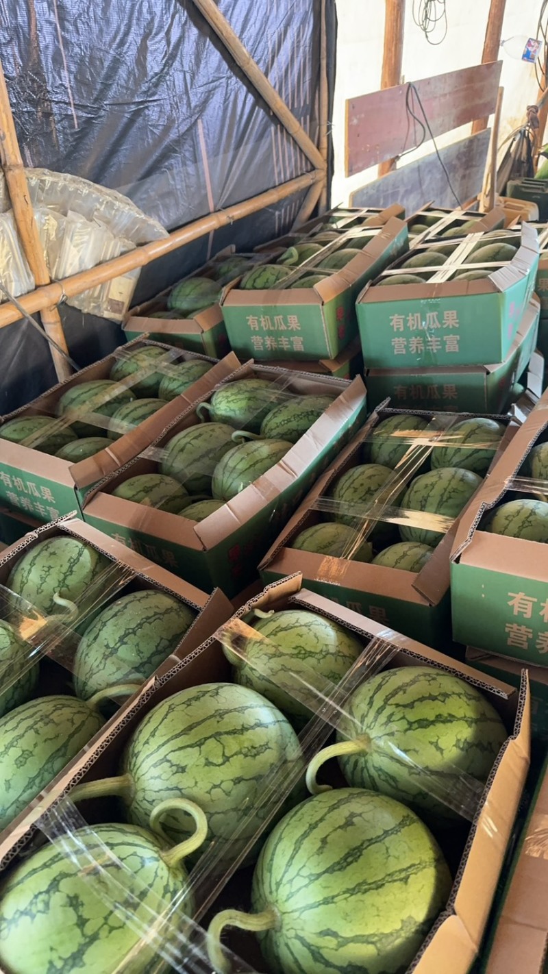 湖北早春红玉基地（蒋氏精品）甘美4K欢迎电商商超长期合作