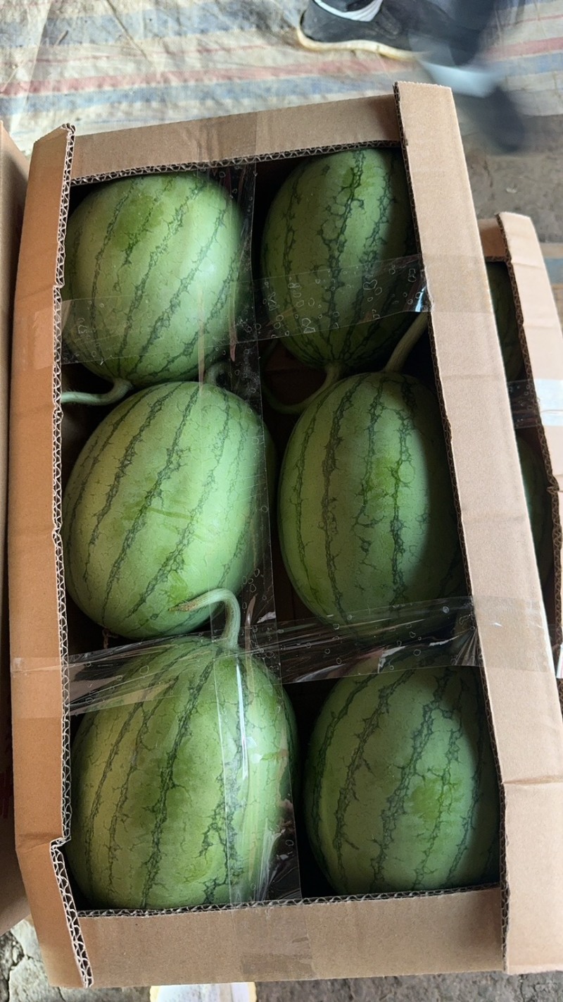 湖北早春红玉基地（蒋氏精品）甘美4K欢迎电商商超长期合作